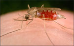 Anopheles